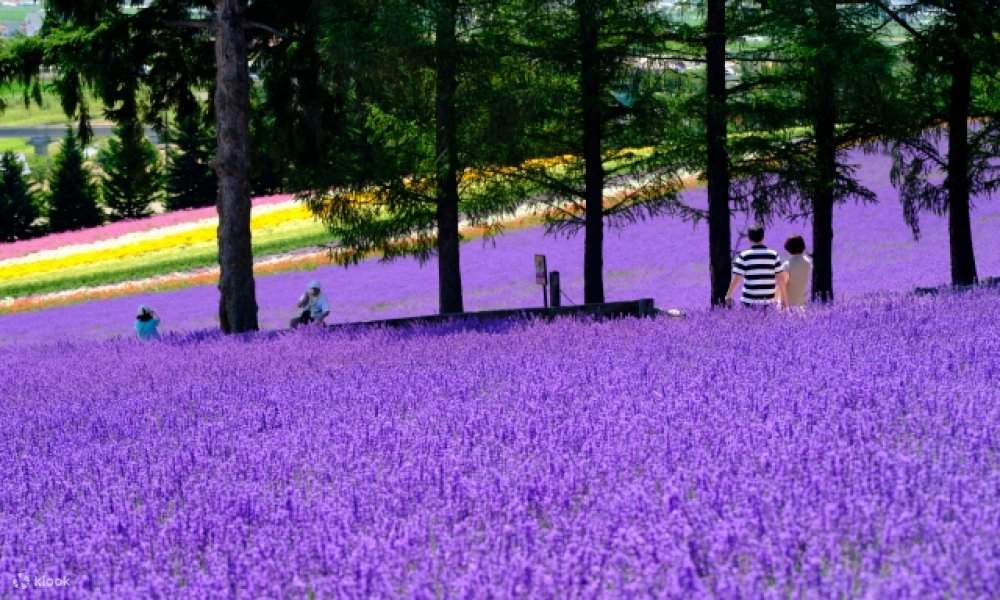 北海道随一の花の観光地！ファーム富田 四季彩の丘 | Klook