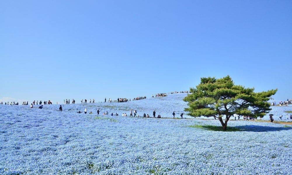 hitachi seaside park day trip