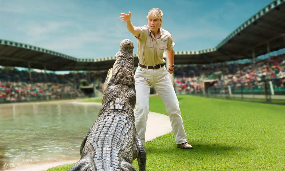 下午鳄鱼直播！在 Crocoseum 澳大利亚动物园