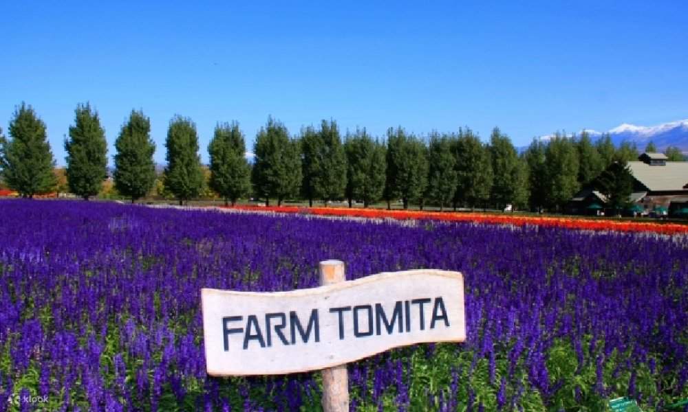 北海道随一の花の観光地！ファーム富田 四季彩の丘 | Klook
