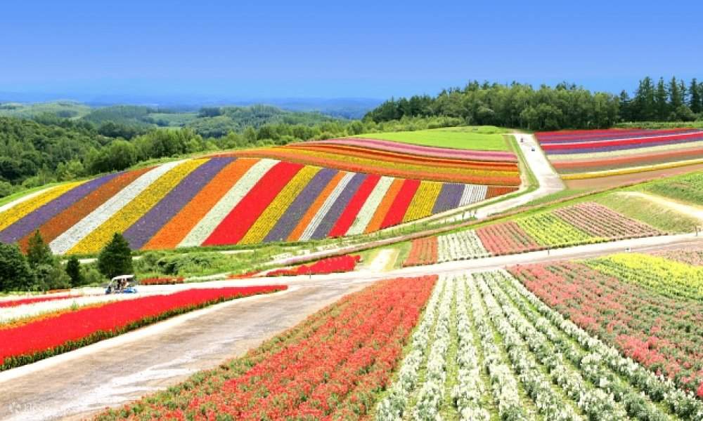 北海道随一の花の観光地！ファーム富田 四季彩の丘 | Klook