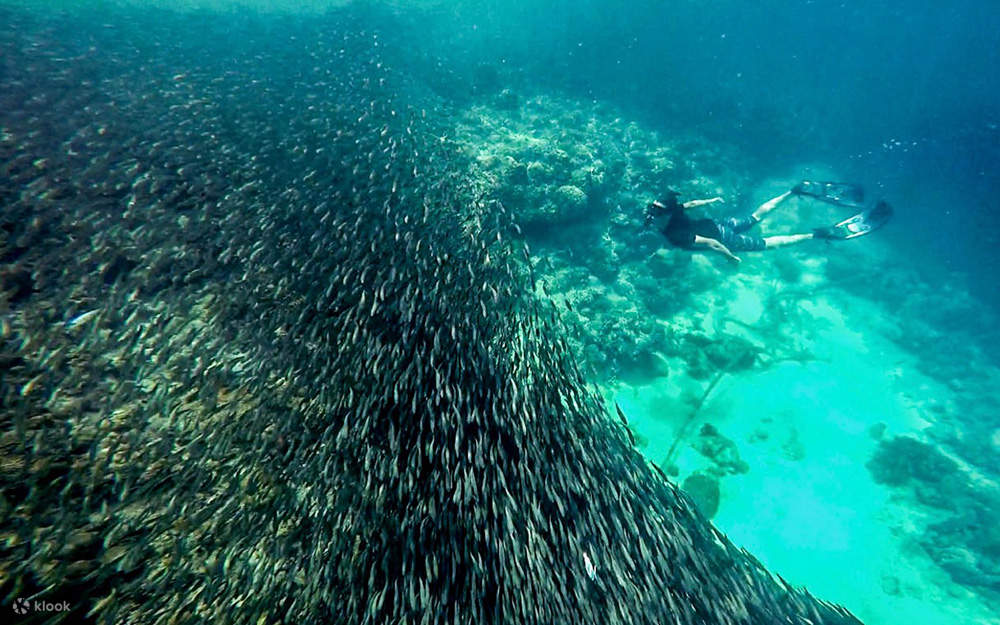 Sardines Run at Pescador Island Snorkeling Join In Day Tour from Cebu