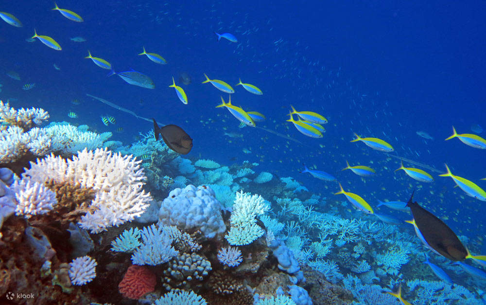 Known as Nemo House, this beach is a haven for marine enthusiasts.