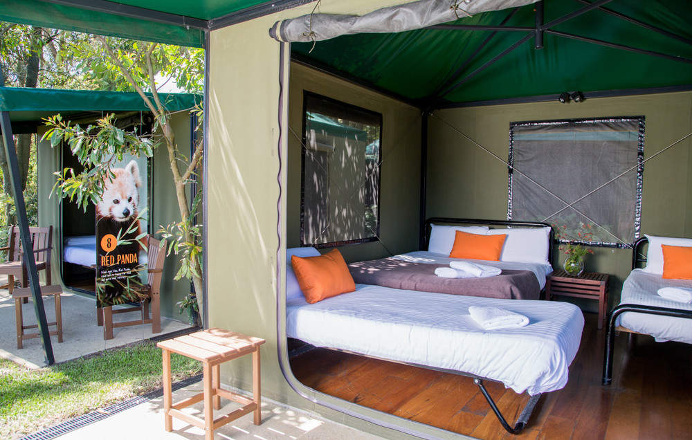 2d1n Sydney Taronga Zoo Roar And Snore Camp