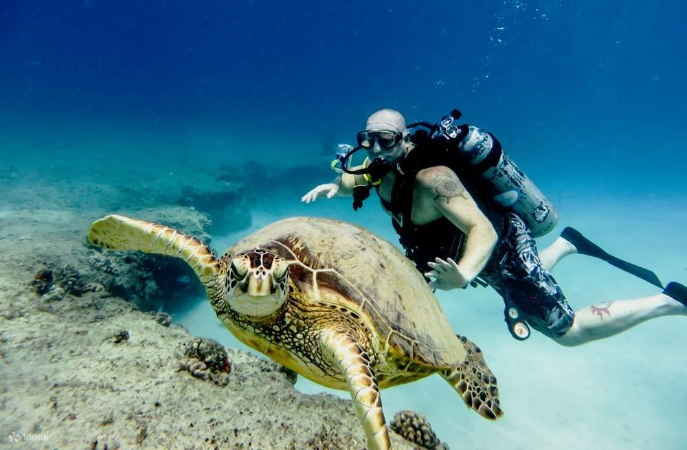 Selam Skuba untuk Pemula dengan Pemandu Pakar & Makan Tengah Hari – Sharm El Sheikh