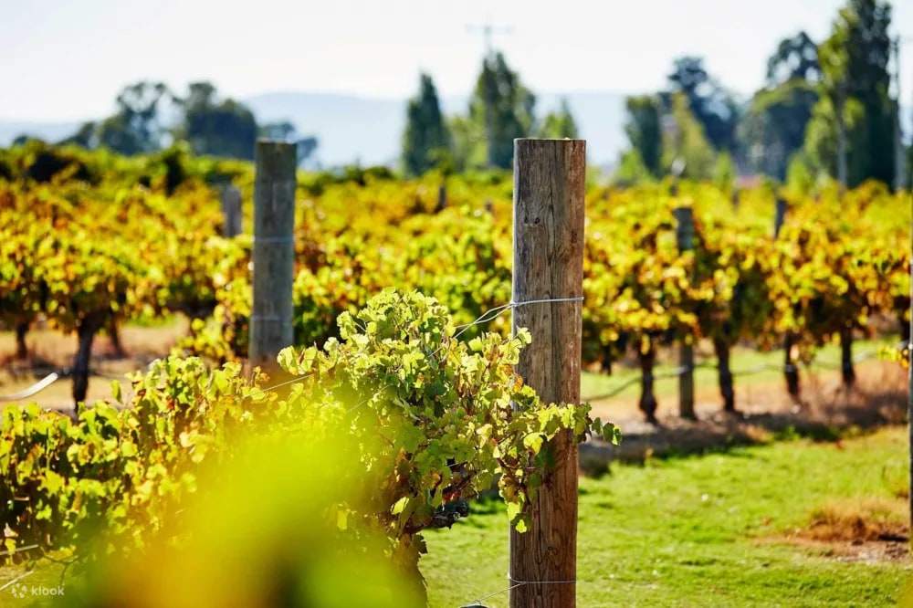 Swan Valley Gourmet Wine Cruise mula sa Perth - Klook Estados Unidos