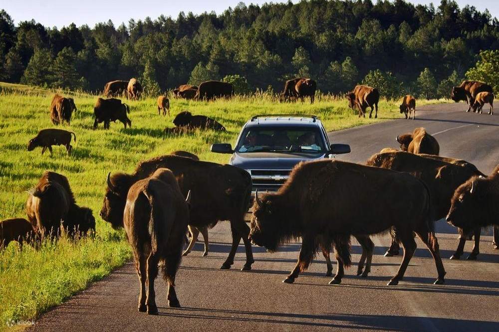 Private Custer State Park Jeep Safari and Hiking Tour Klook Canada
