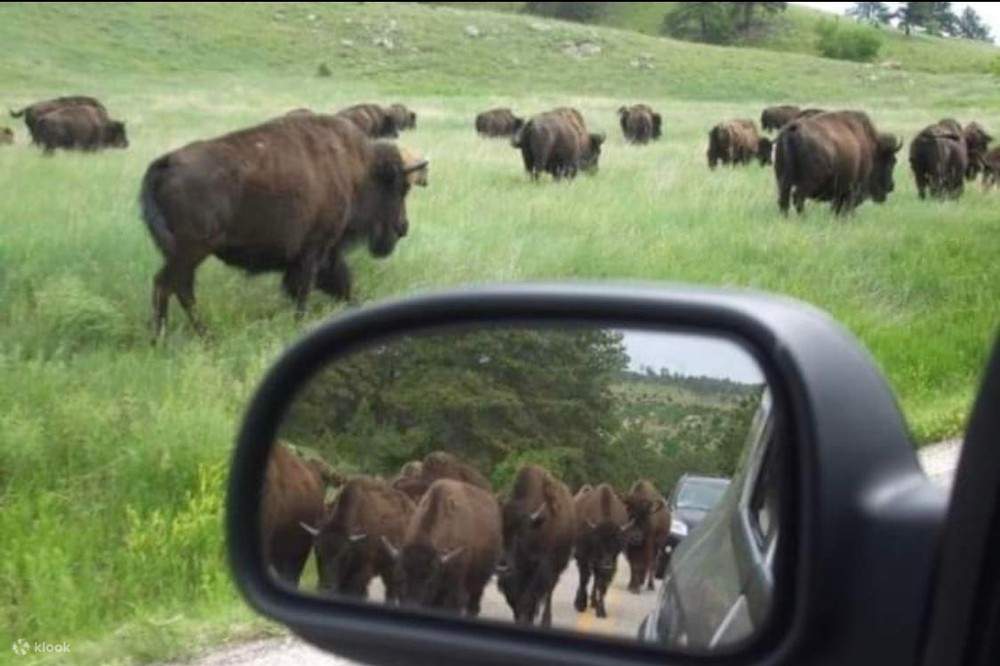 Private Custer State Park Jeep Safari and Hiking Tour Klook