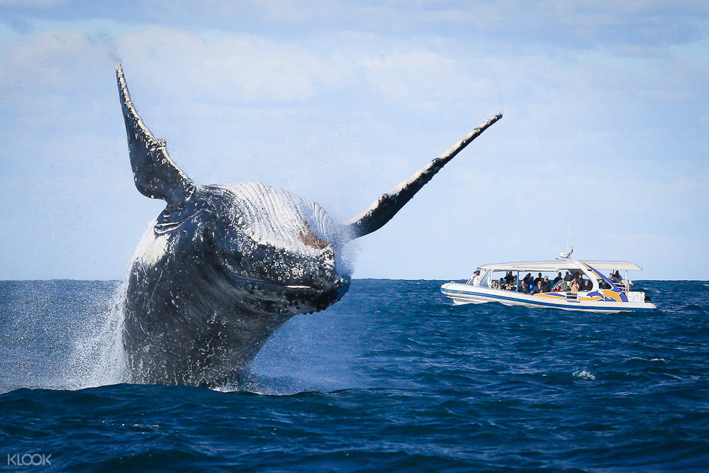 Sydney Whale Watching Cruises Klook Australia