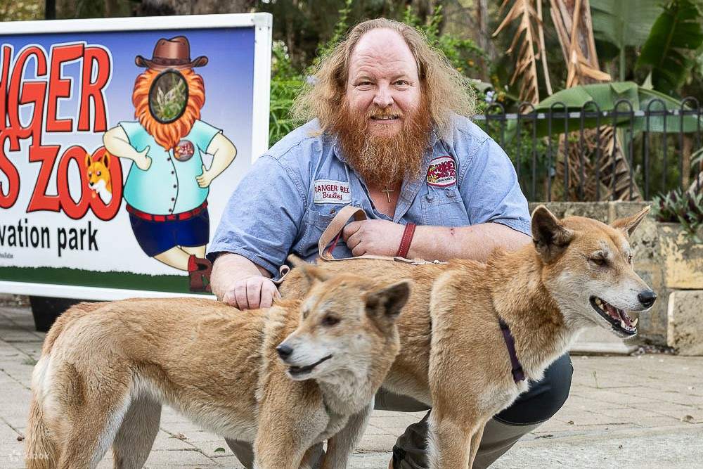 Dingo Encounter at Ranger Red's Zoo Klook Malaysia
