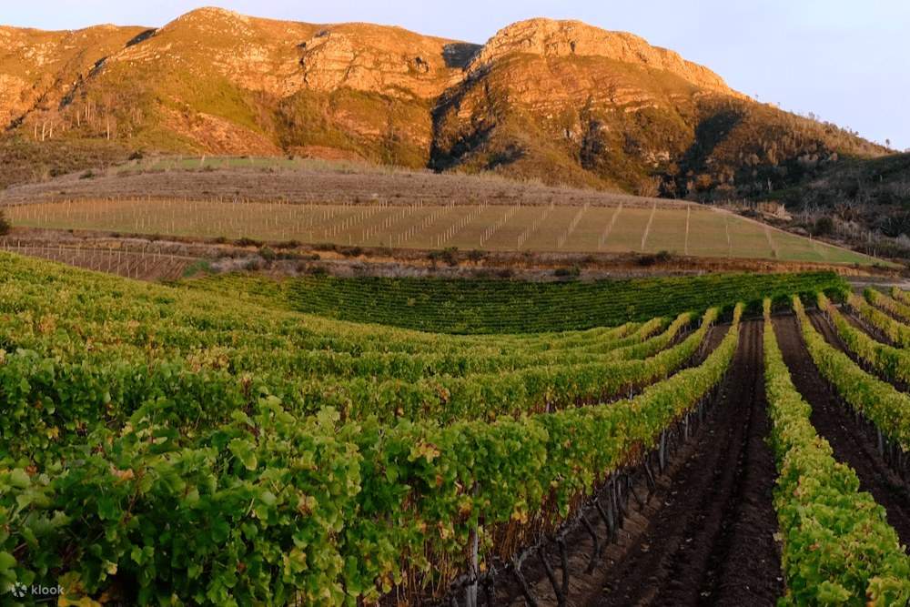 2014 Groot Constantia Pinotage, Constantia, South Africa