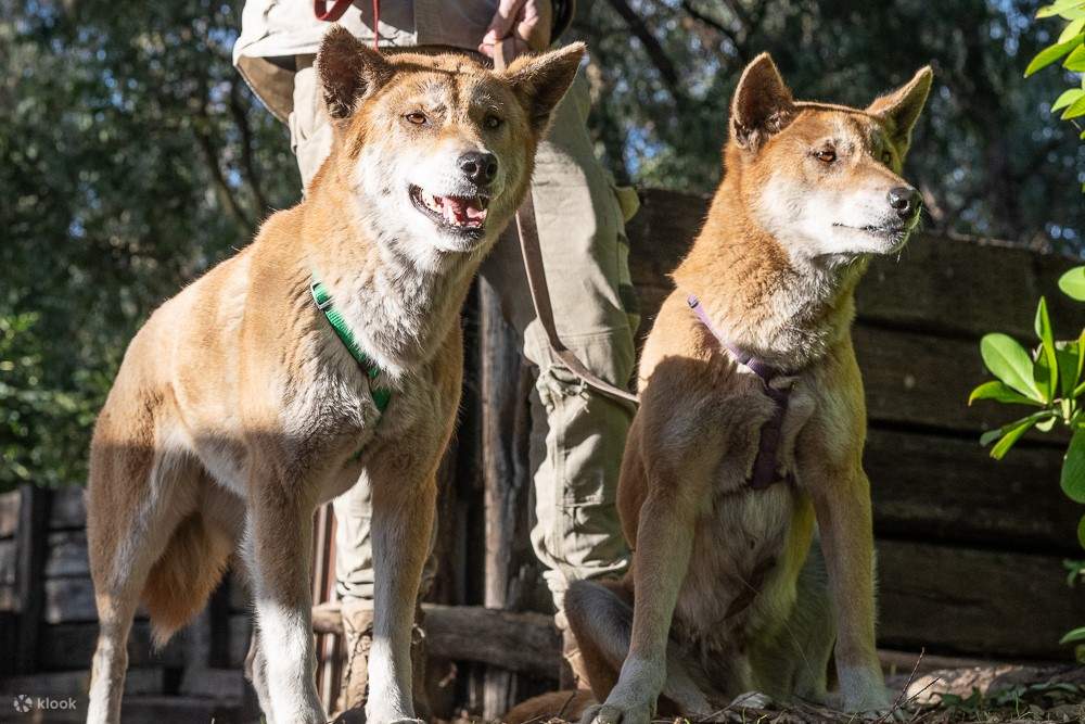 在 Ranger Red 動物園遇到野狗 - Klook香港