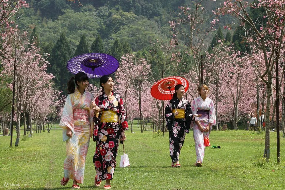 九族文化村櫻花季