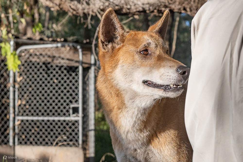 Dingo Encounter at Ranger Red's Zoo Klook Singapore