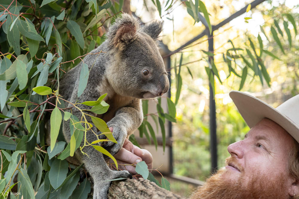 mọi người đang nhìn một con gấu túi