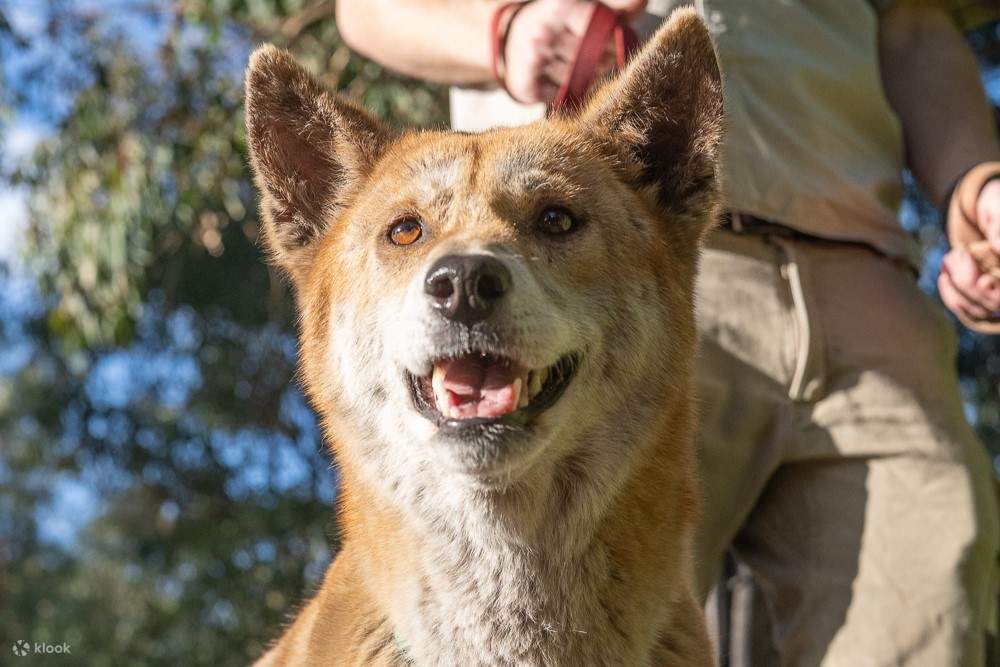 Dingo Encounter at Ranger Red's Zoo Klook Australia