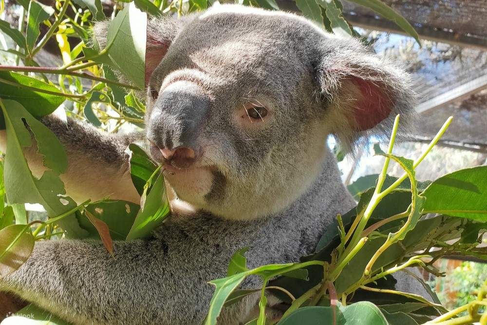 koala di dahan