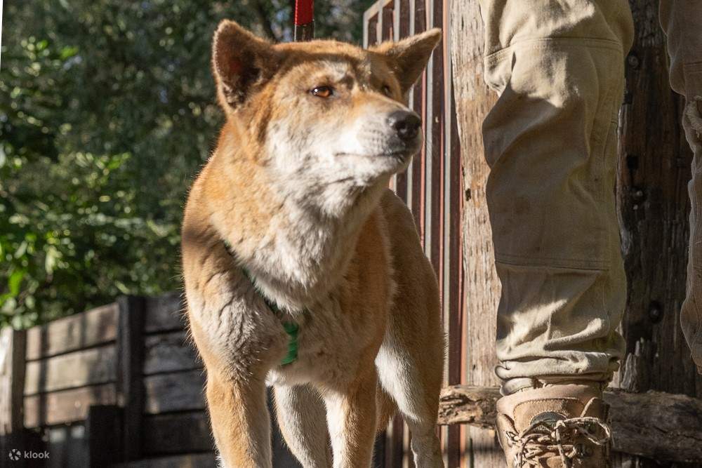 Dingo Encounter at Ranger Red's Zoo Klook India