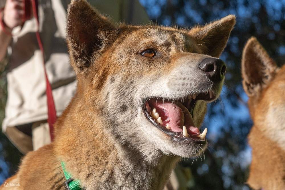 Dingo Encounter at Ranger Red's Zoo Klook India