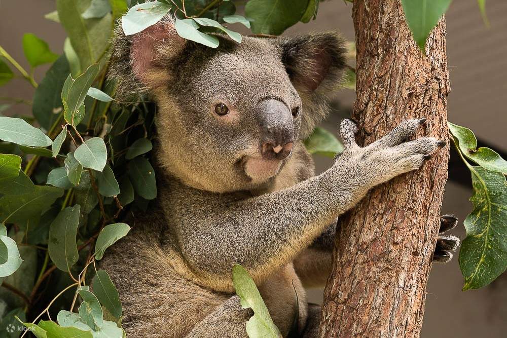 a koala on a tree