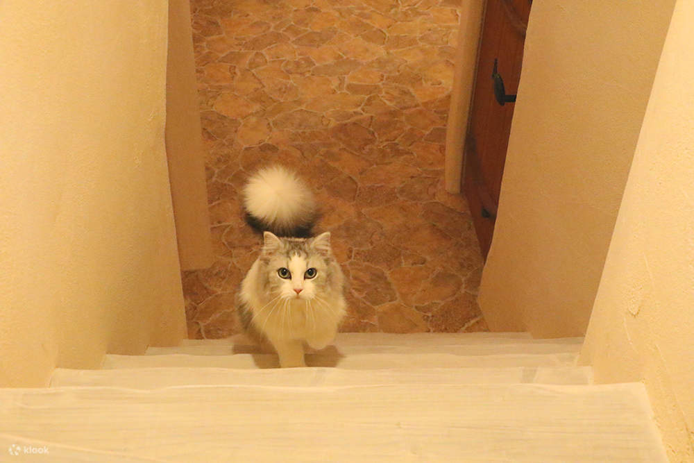 기치조지에 있는 도쿄 고양이 카페 