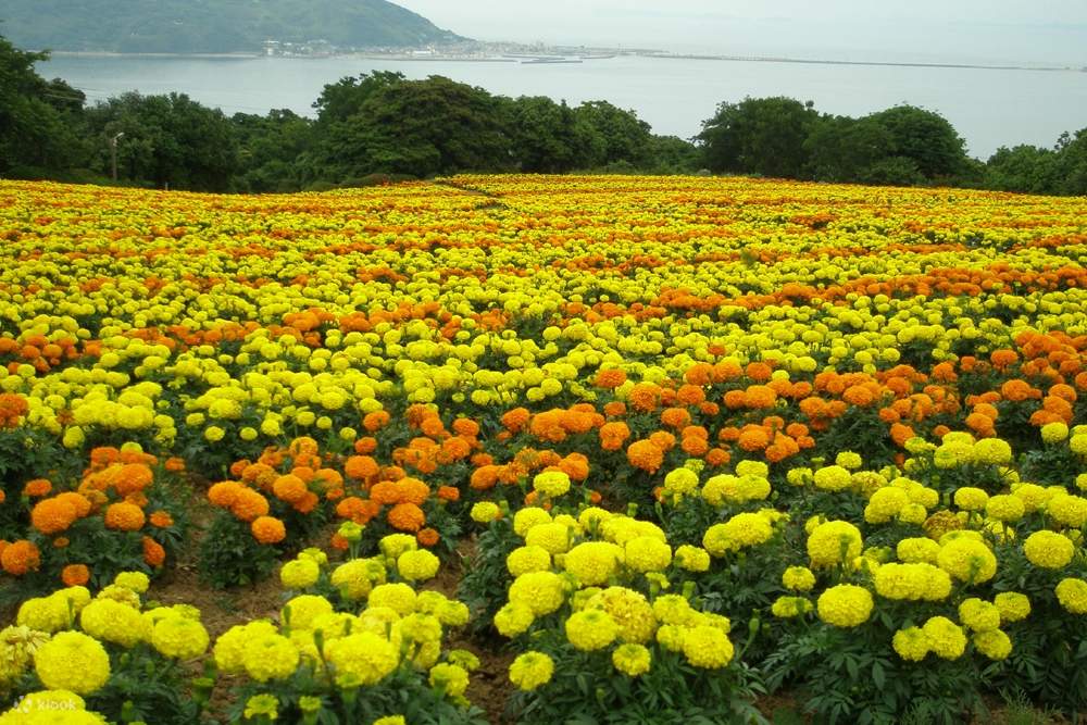 The Colors of Japan Klook