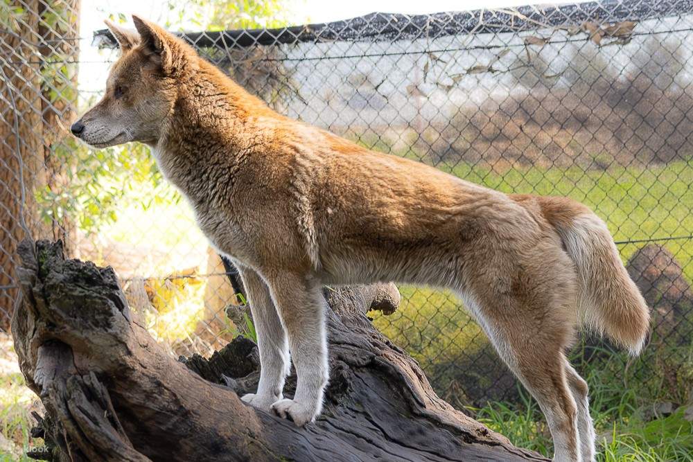 在 Ranger Red 動物園遇到野狗 - Klook香港