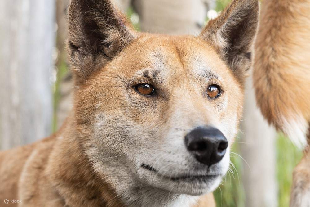 在 Ranger Red 動物園遇到野狗 - Klook香港