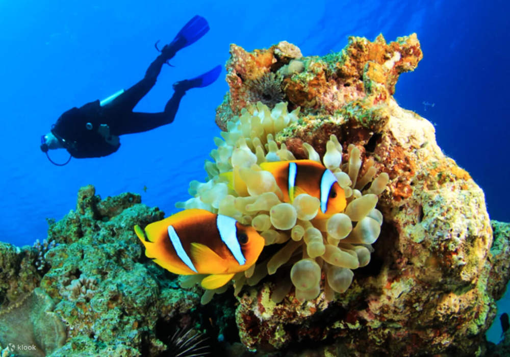 PADI开放水域潜水员