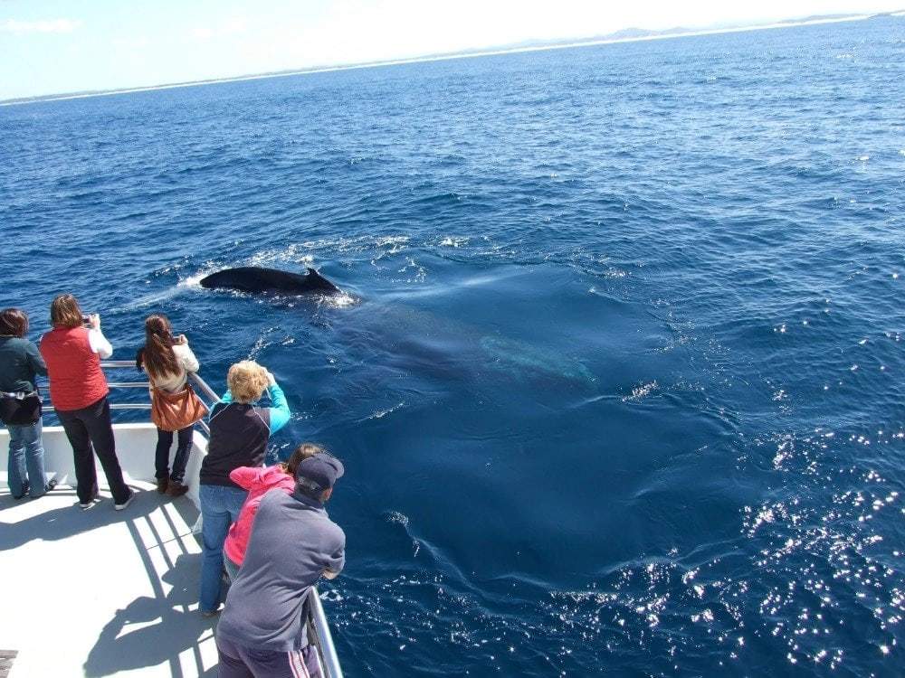 Tour du thuyền ngắm cá voi