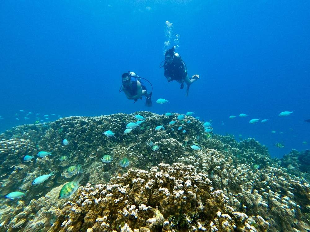 Immersioni per principianti ed esperti!