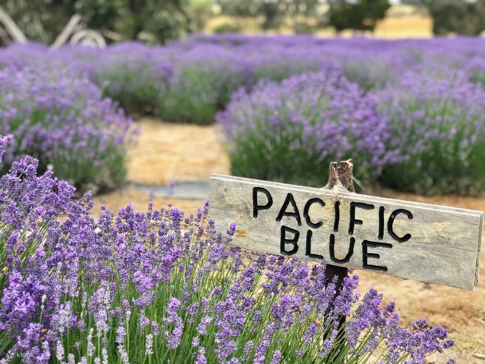 Tour Ngày Tuyến Đường Ẩm Thực và Rượu Vang Đảo Kangaroo - Klook Việt Nam