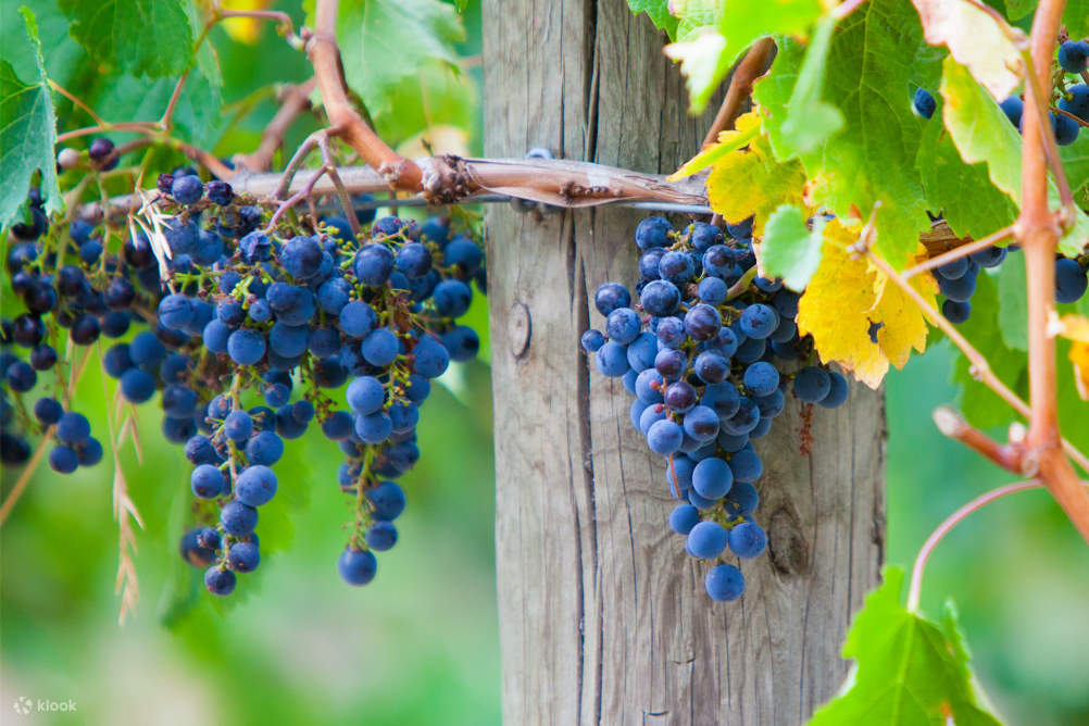 Tour del Vino y Chocolate en el Valle de Yarra