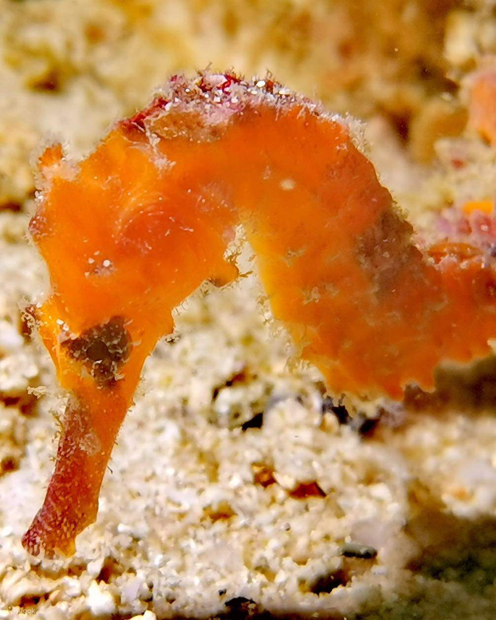 Menyelami ketenangan pusat perlindungan marin Perhentian, syurga bagi penggemar aktiviti bawah air.