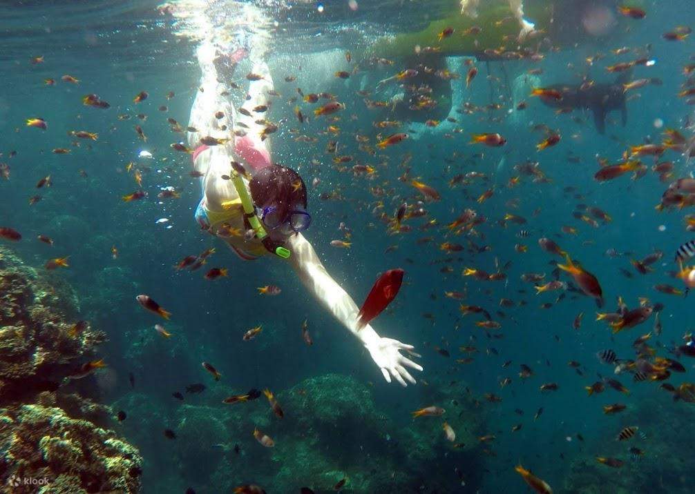 豆腐岬海底花园