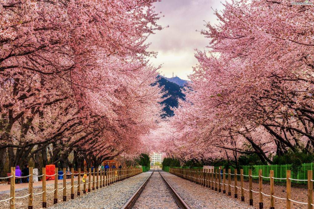 Jinhae Gunhangje Cherry Blossom Festival Day Tour from Seoul Klook