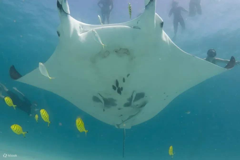 Swim with Manta Rays at Ningaloo Reef - Klook