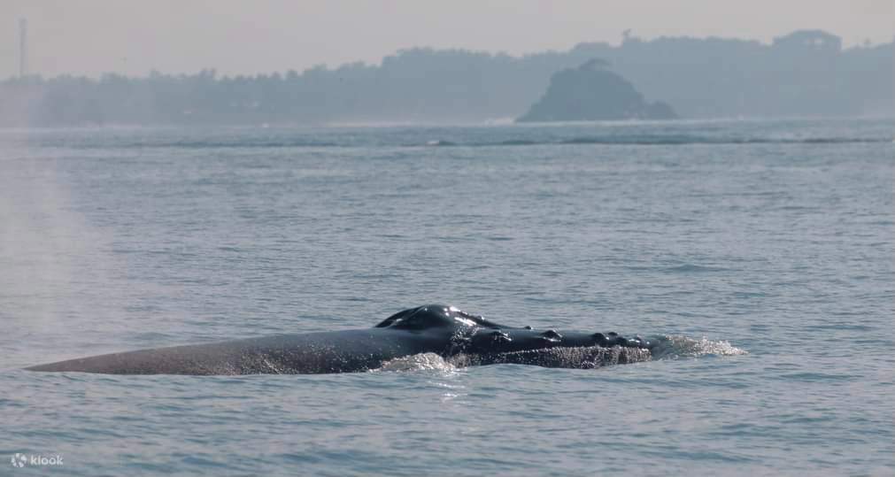 미리사 올인클루시브 고래 관찰 보트 투어 (Geeth)