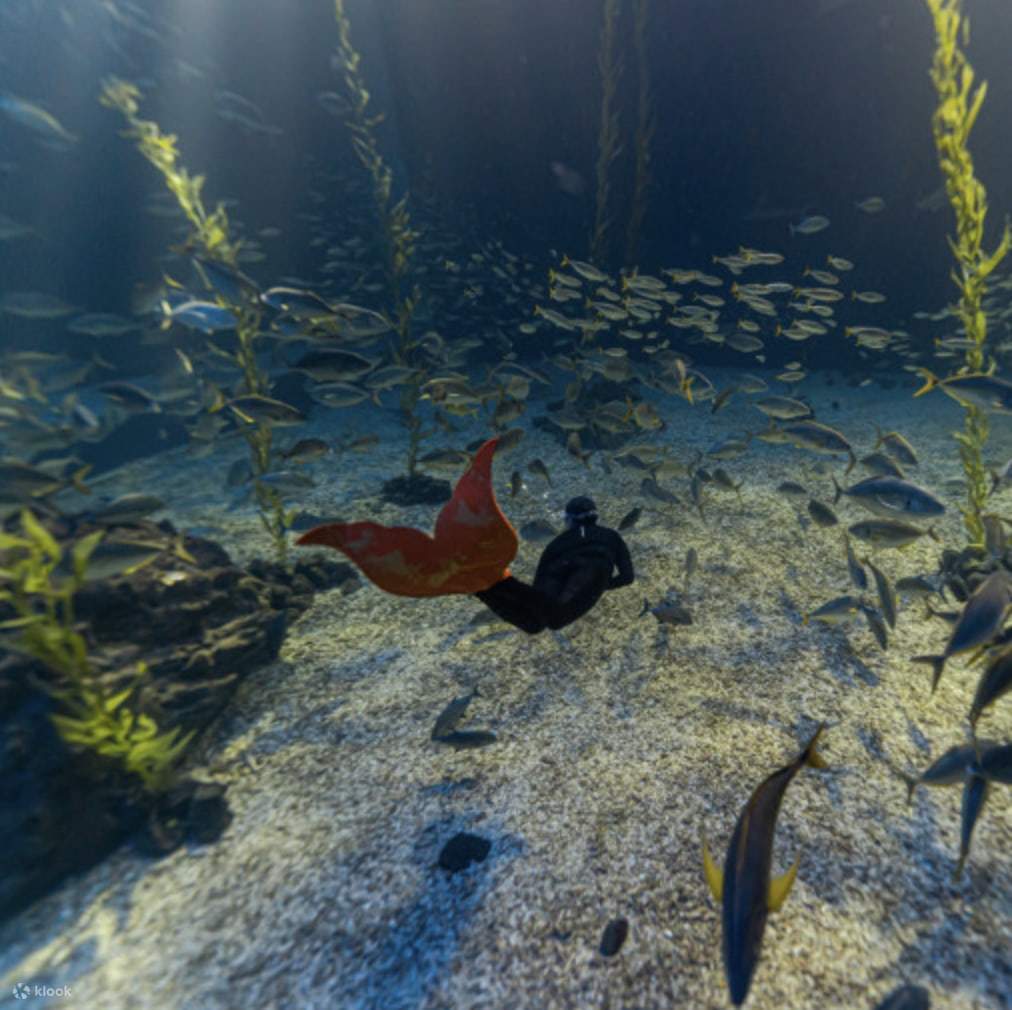 Pengembaraan Mermaid Diving Dibimbing oleh Haenyeo di Jeju