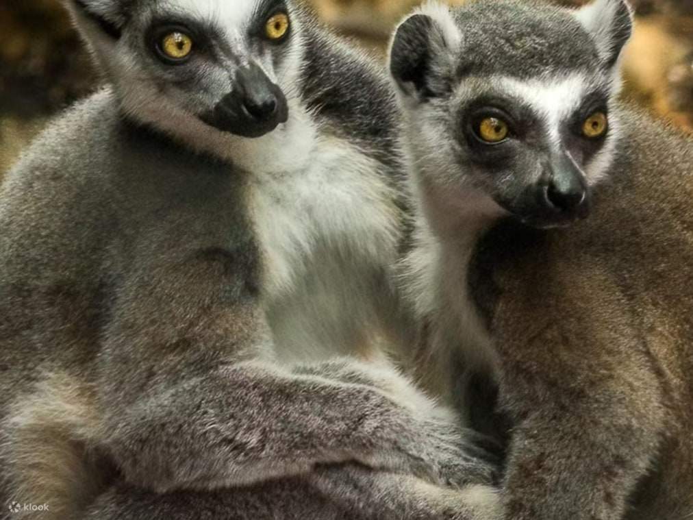Un curioso lemure dalla coda ad anelli esplora il suo habitat sotto il sole