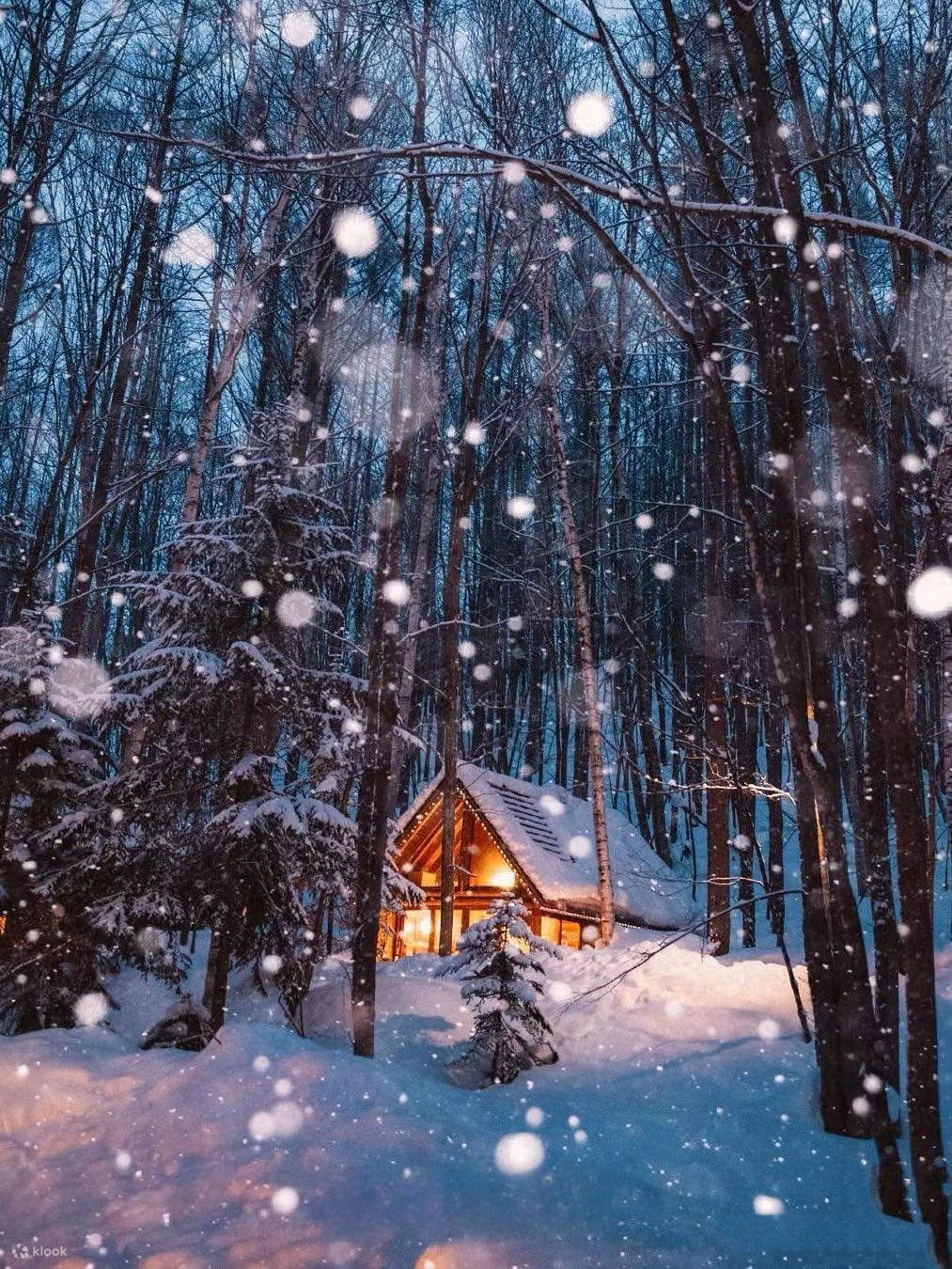 B，C方案-宛如精靈居住的魔法森林，是情侶與旅人必訪的冬夜美景