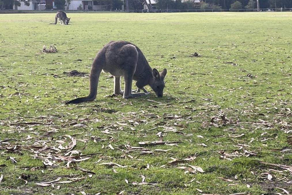 Fauna im Nationalpark