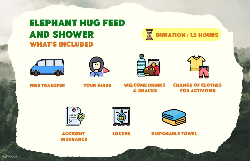 Объятия со слонами в Патонге, Пхукет