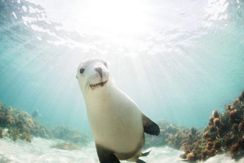 Aventura submarina de fin de semana en Port Lincoln