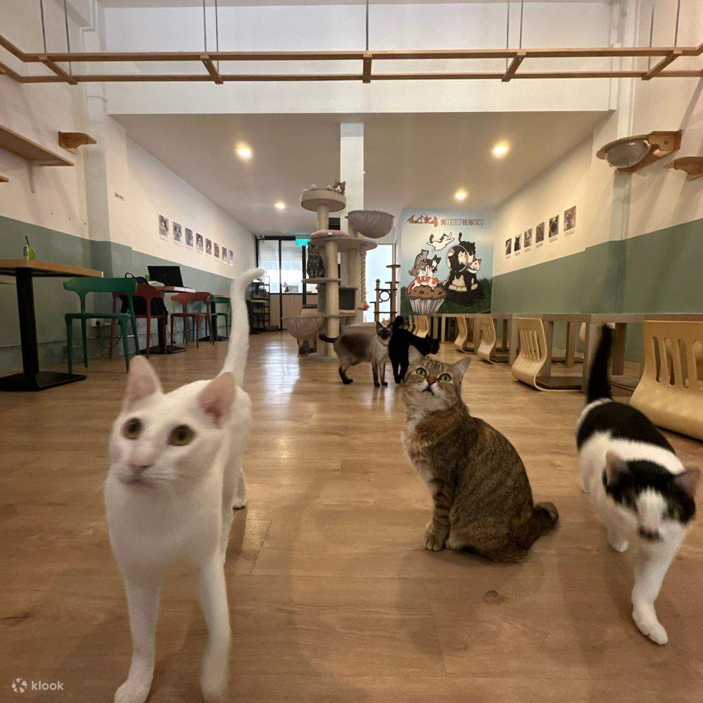 Cat cafe store rail mall