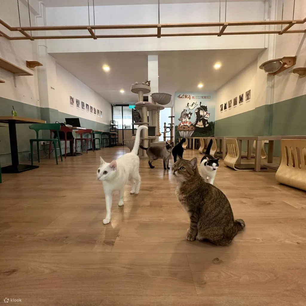 猫咪咖啡馆铁路购物中心