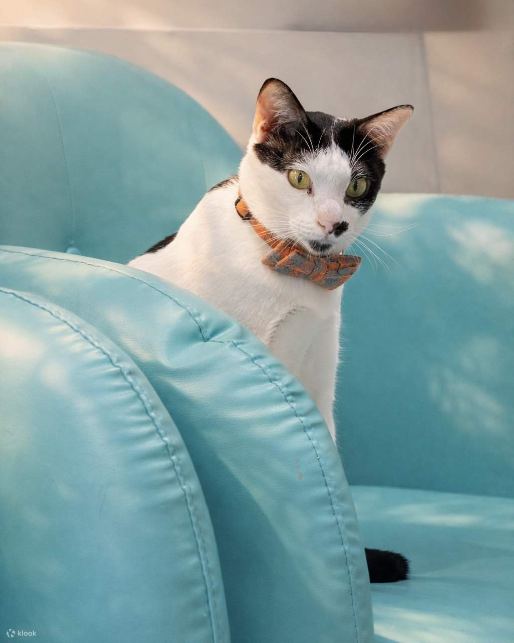 Asok Pethouse Cat Cafe - Klook客路