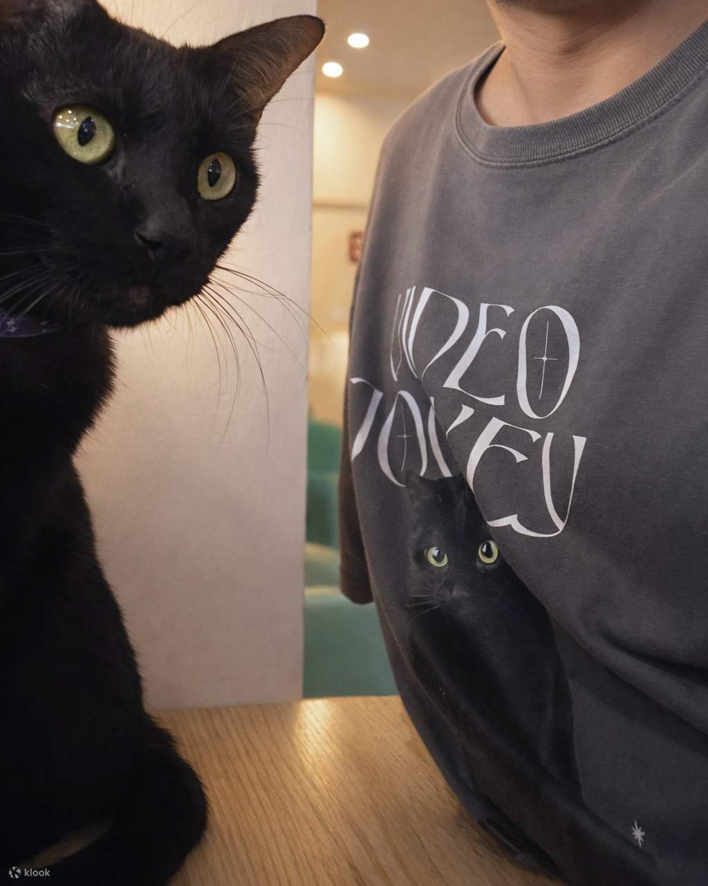 Asok Pethouse Cat Cafe - Klook客路