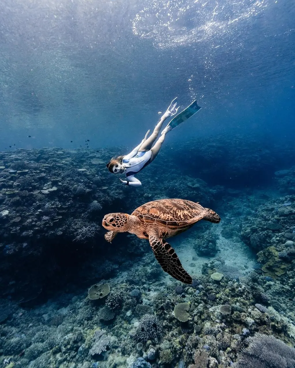 曼塔角浮潜和西努沙佩尼达之旅