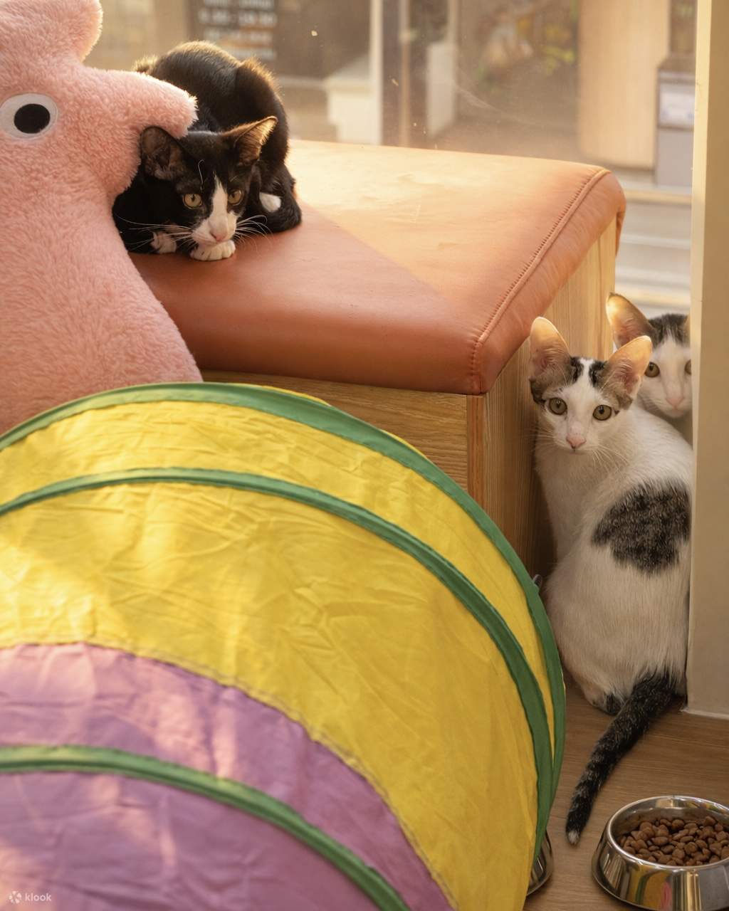 Asok Pethouse Cat Cafe - Klook客路